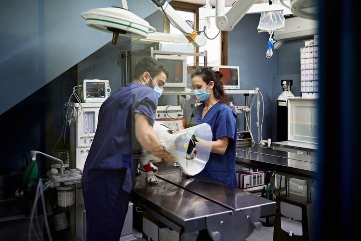 Como funciona a rotina de um hospital veterinário acadêmico