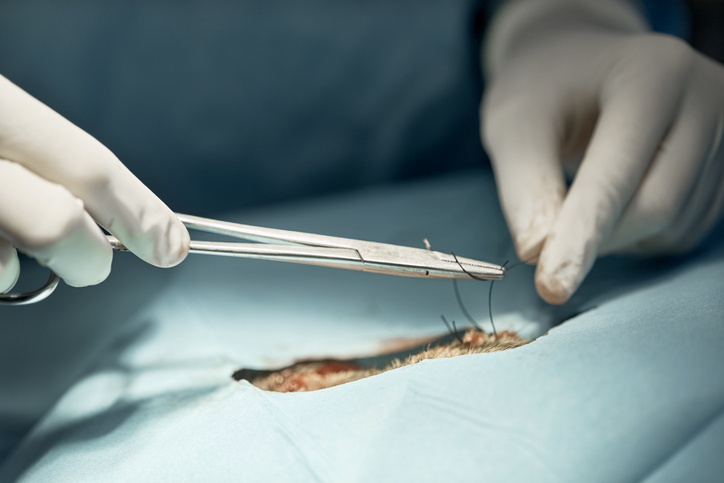 Cirurgia de Tecidos Moles em Pequenos Animais a rotina e o caminho para a especialização