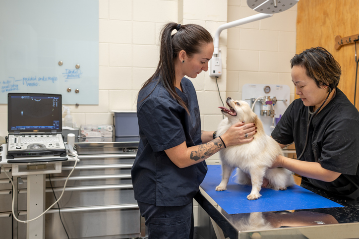 Faculdade de Veterinária dura 5 anos descubra como inovar e imprimir sua marca na área