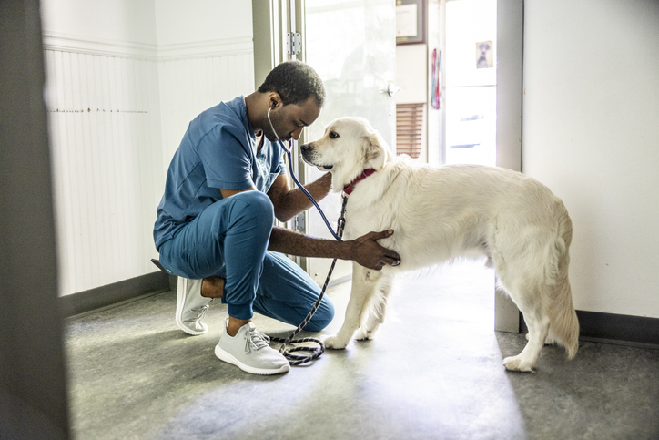 Como está o mercado de trabalho para Medicina Veterinária em 2026?