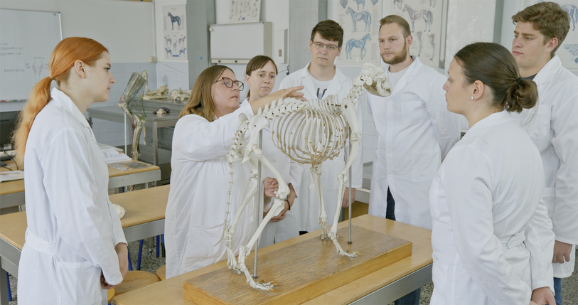 Dicas de Anatomia Veterinária para futuros veterinários