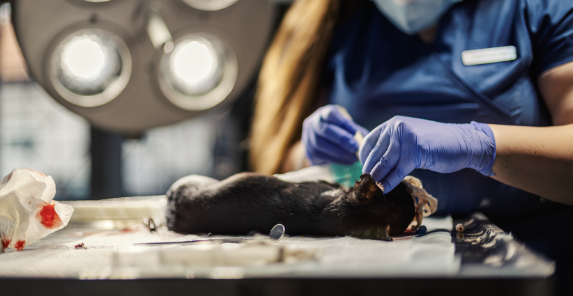 Cirurgia Pequenos Animais