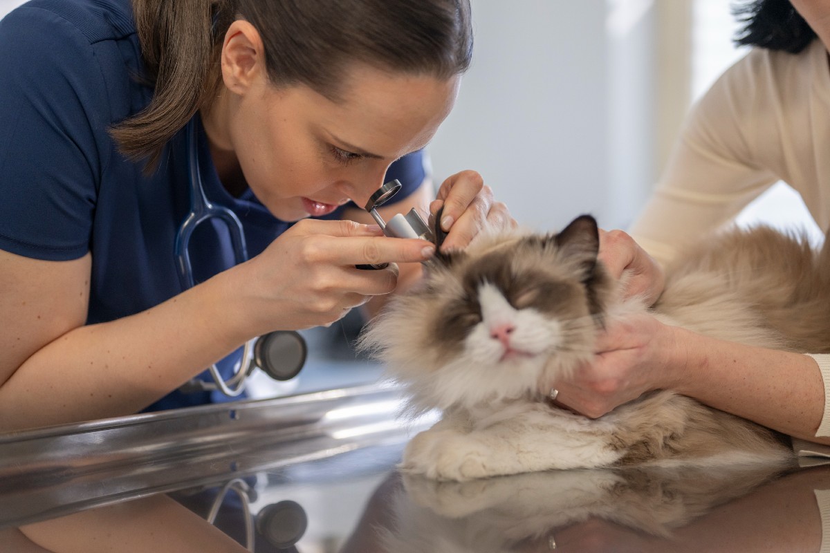 Qual área da Medicina Veterinária ganha mais?