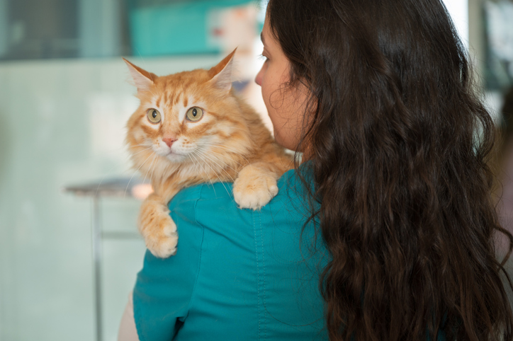 Valor da faculdade de Medicina Veterinária investimento e benefícios