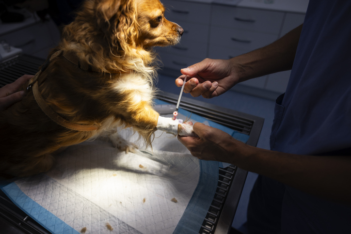 Cirurgia de Pequenos Animais o que é, atuação e a pós graduação