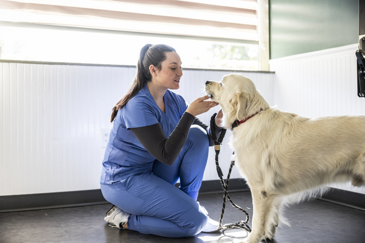 Conheça 8 áreas da Medicina Veterinária em alta