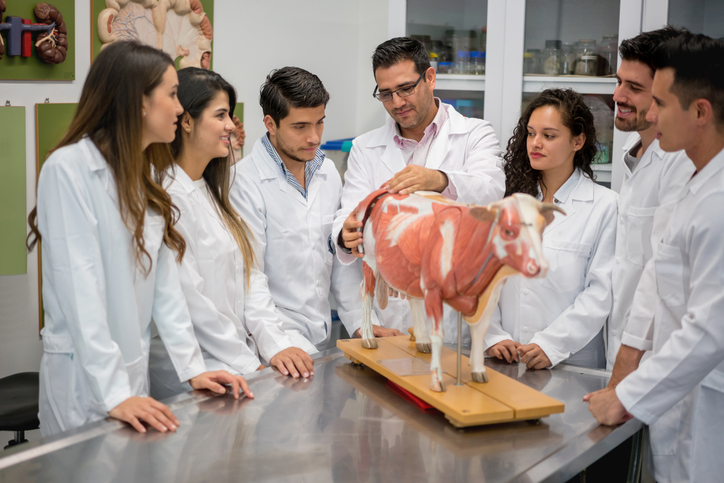 Faculdade de Medicina Veterinária saiba mais sobre o curso