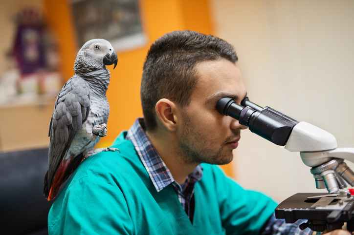 Medicina Veterinária para Pets Não Convencionais  Pós Anhembi