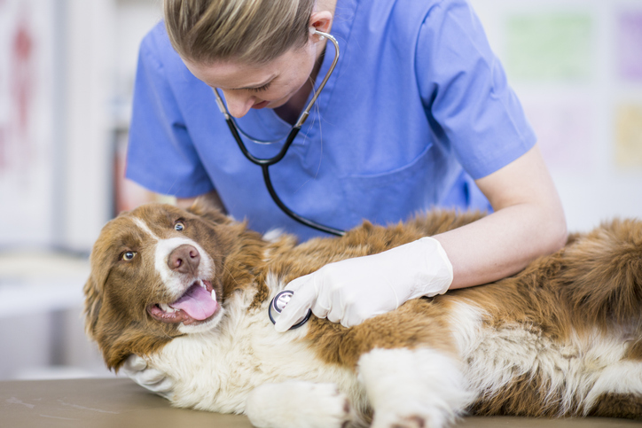 Clínica Médica de Cães e Gatos
