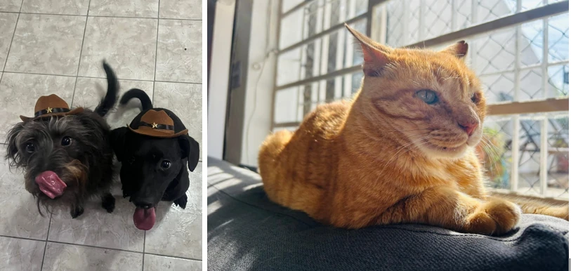 Dois cachorros pequenos usando chapéus de xerife e um gato laranja descansando em um sofá
