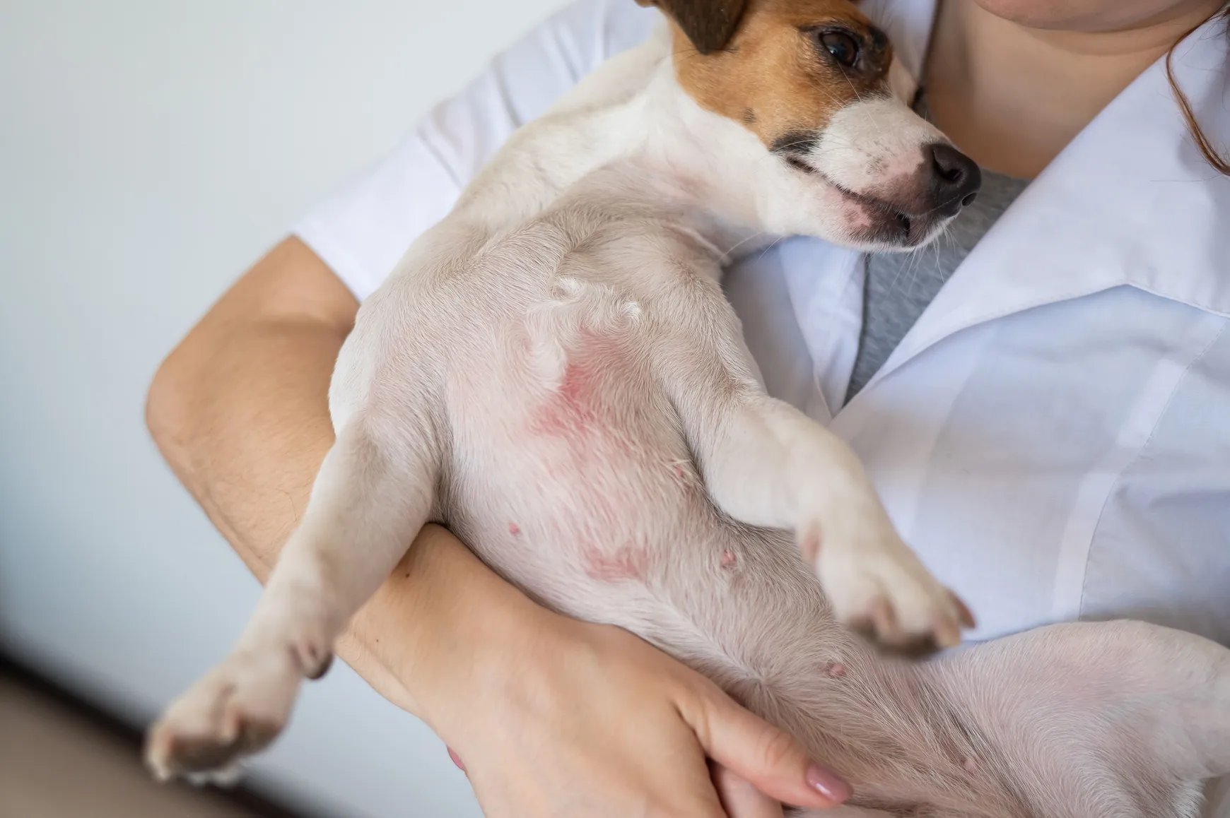 Veterinário examinando um cachorro com dermatite e irritação na pele para diagnóstico de problemas de saúde canina