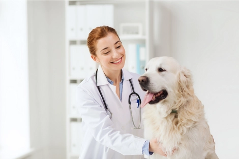 Inscrições abertas para o concurso de bolsas da Pós-Graduação em Medicina Veterinária do UniBH