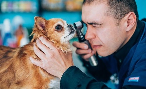 Análises Clínicas em Medicina Veterinária