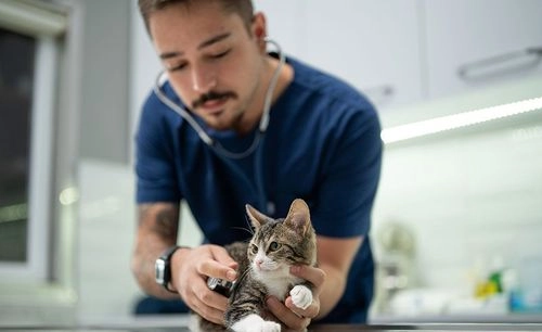 Cardiologia de Pequenos Animais