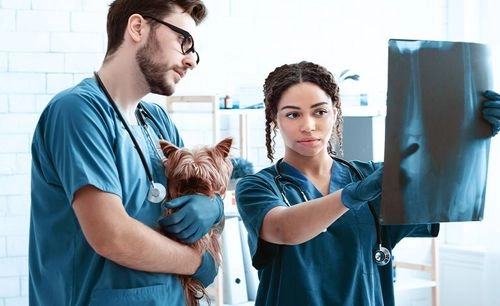 Clínica Médica de Pequenos Animais