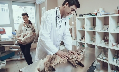 Clínica Médica de Pequenos Animais