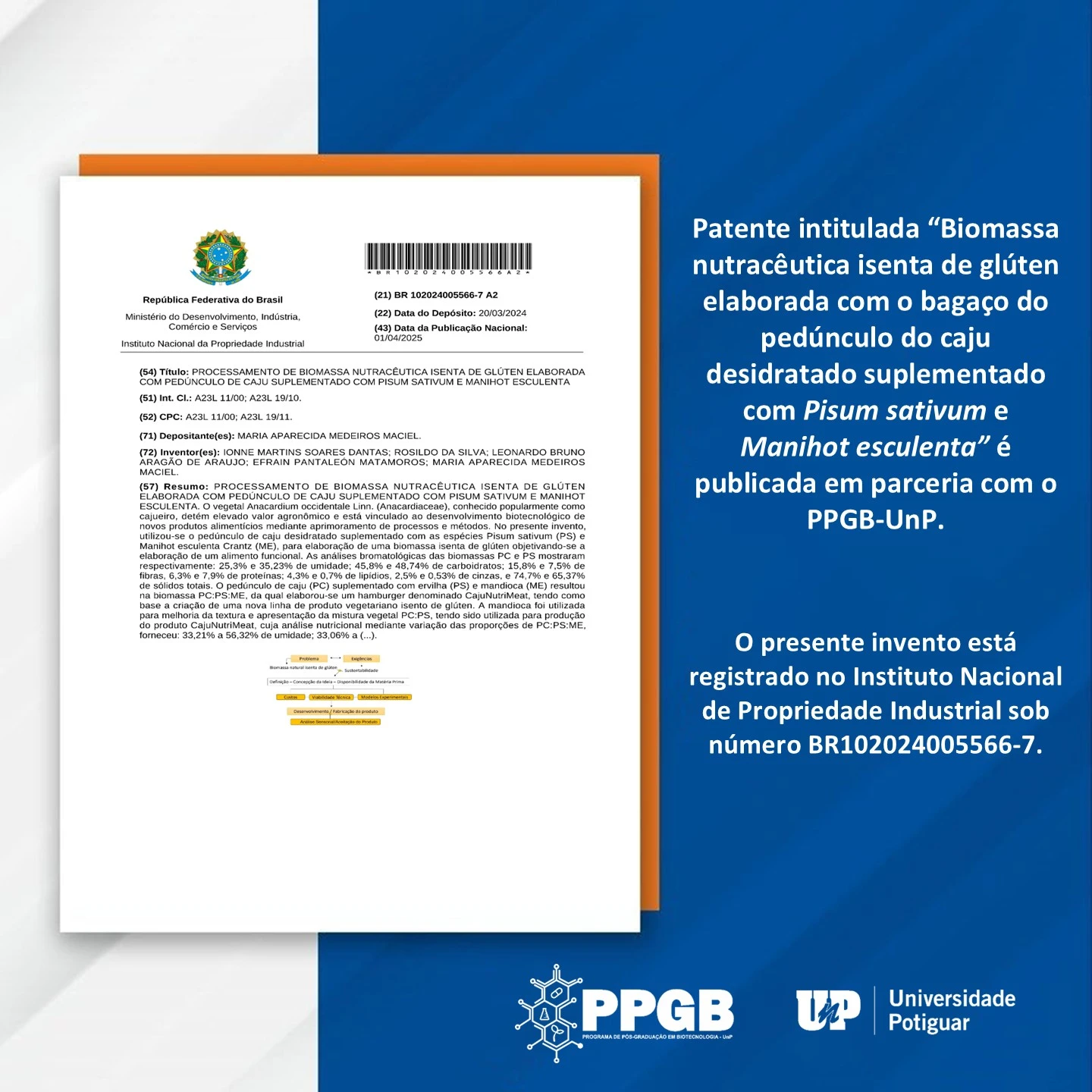setor industrial alimentício gera grandes quantidades de resíduos provenientes de seus processamentos ocasionando descarte orgânico que é fonte de contaminação ambiental. Desta forma, a presente pesquisa está inserida no setor biotecnológico e se apresenta como uma alternativa eficaz no desenvolvimento de novos produtos alimentícios que minimizam impacto ambiental, possibilitam o desenvolvimento de novos produtos em substituição à farinha de trigo, e ampliam a oferta de alimentos para celíacos. A Profa. Dra. Amália Rêgo, coordenadora do PPGB-UnP, destaca que uma das linhas do PPGB-UnP consiste em desenvolver pesquisas que contribuam com estudos biotecnológicos voltados para o meio ambiente, e reforça a importância da ampliação das parcerias do PPGB-UnP com outras instituições do país, favorecendo troca de experiências e disponibilização de resultados para a sociedade e o setor industrial.