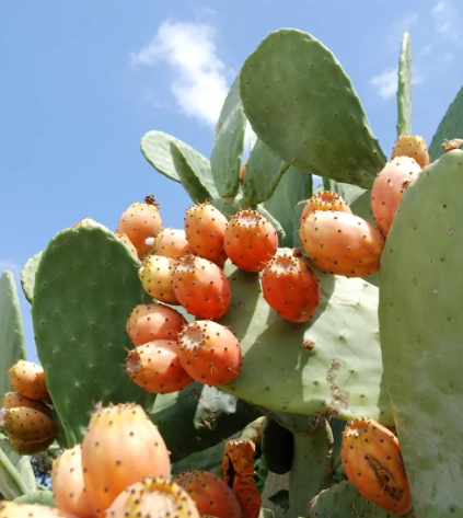 Pesquisa potiguar explora potencial de cacto para tratamento contra o  diabetes mellitus