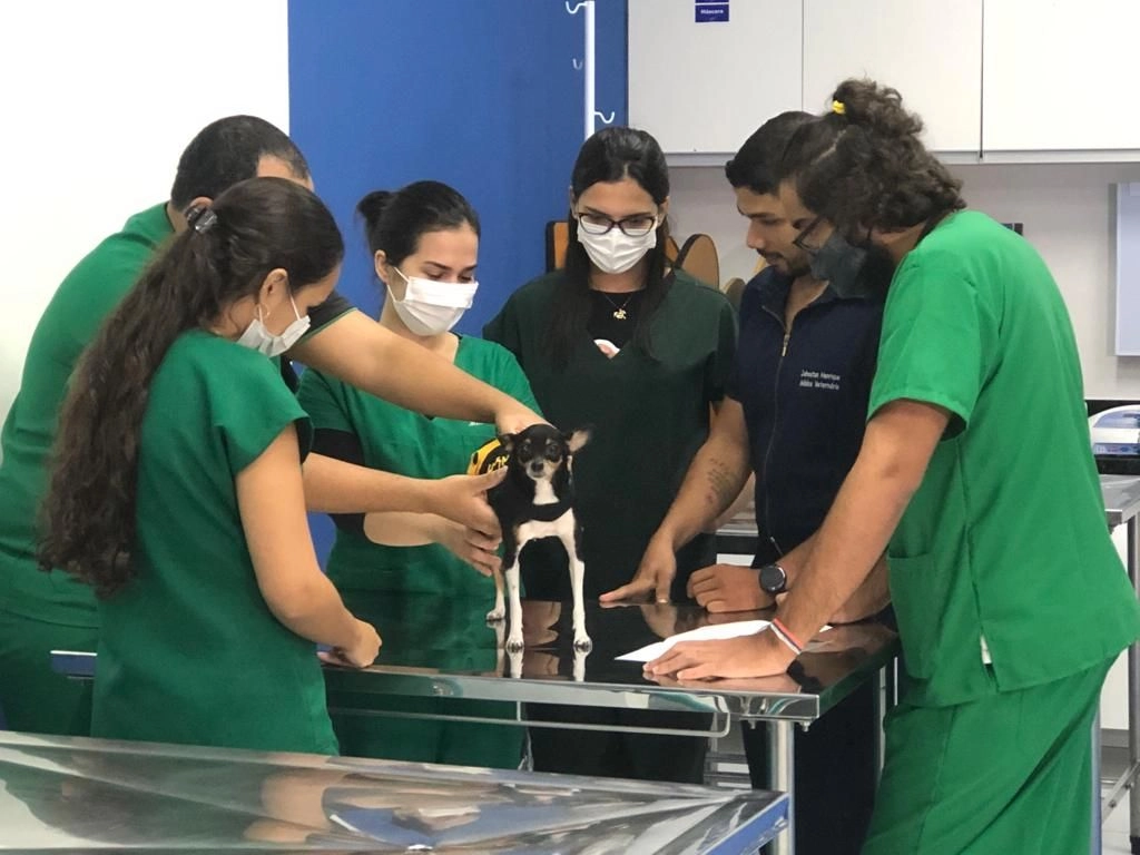 Clínica-Escola de Medicina Veterinária está com vagas abertas para pets em Natal
