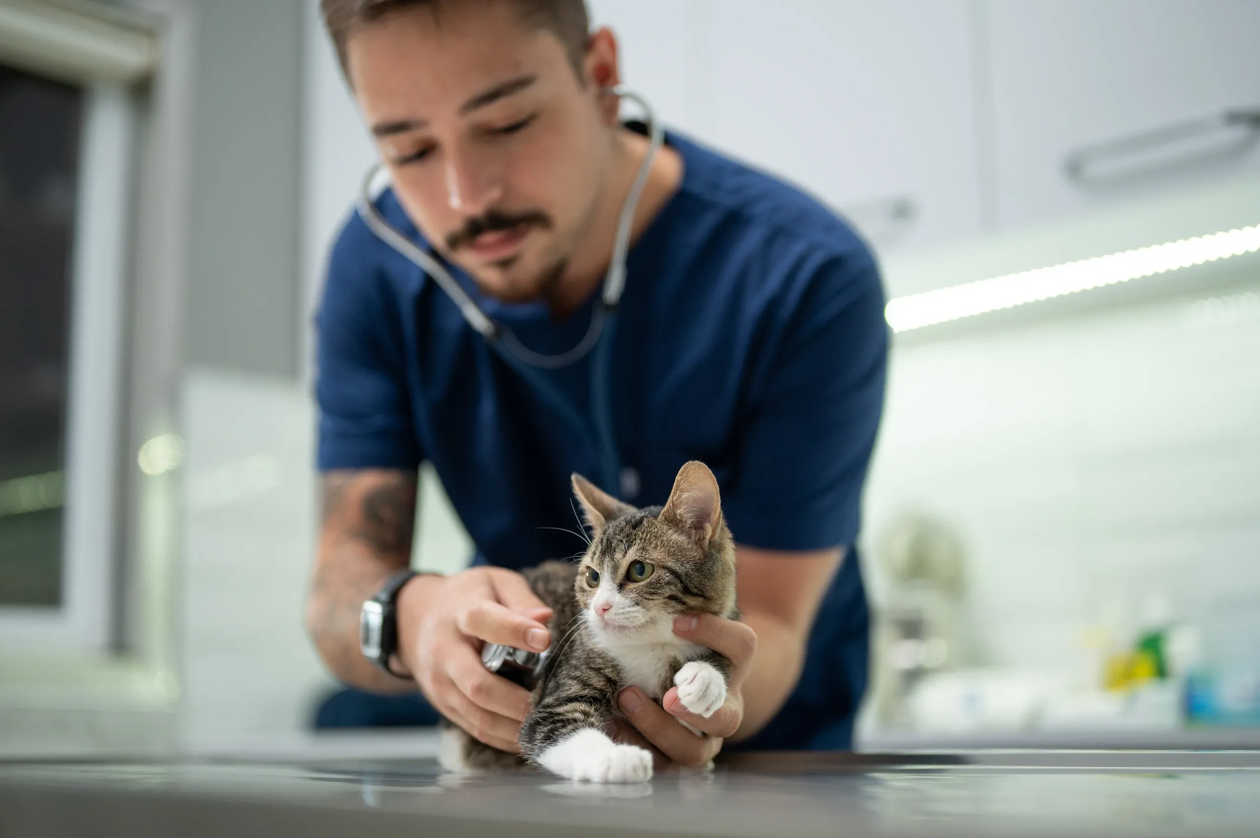 IMPORTANTE: Hospital Veterinário