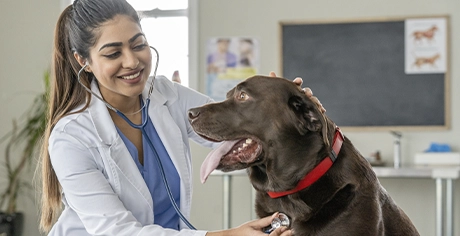Inscrições abertas para o Concurso de Bolsa de Medicina Veterinária da pós-graduação