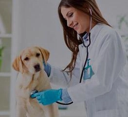 Cancelamento de Vagas – Aprimoramento profissional em Medicina Veterinária
