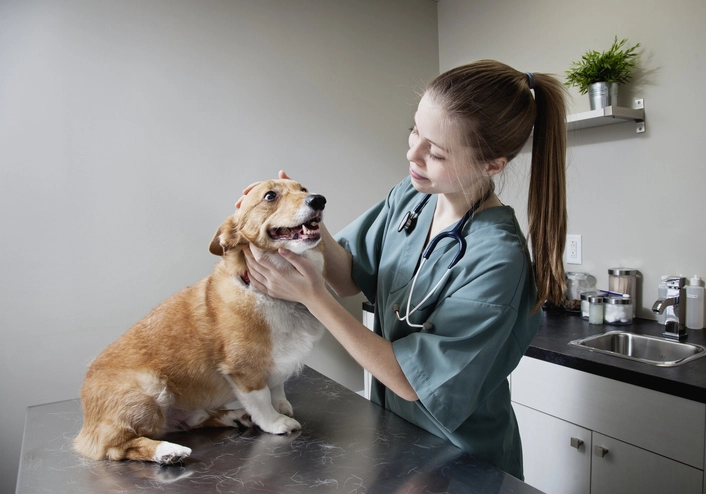 Veterinária examinando um cachorro corgi em uma clínica veterinária