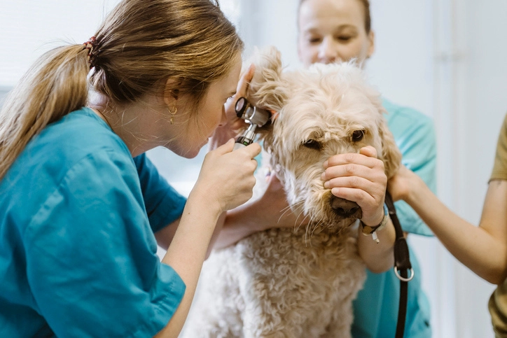 https://estaticos.animaeducacao.com.br/medias/20251008163028/Medicina_Veterin%C3%A1ria.webp Estudante de Medicina Veterinária realizando exame clínico de rotina em um cão em ambiente de consultório especializado