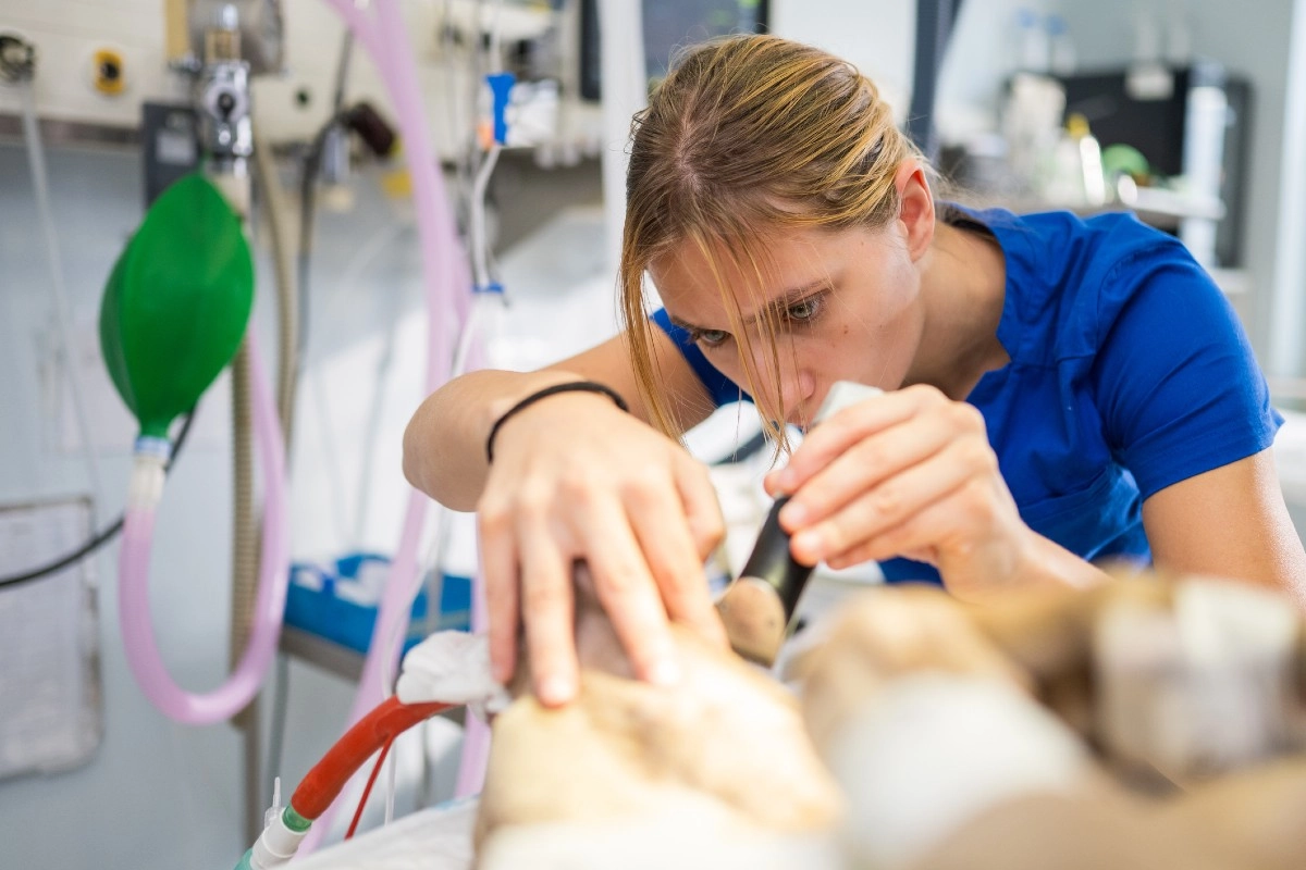 Faculdade de Medicina Veterinária: acompanhe a prática clínica e o atendimento especializado em hospitais veterinários