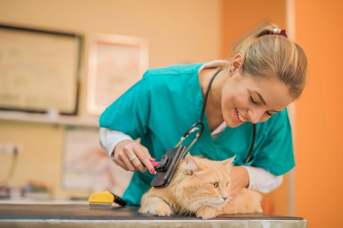 Descubra como é a rotina e o mercado de trabalho na medicina veterinária e entenda a média salarial da profissão no Brasil