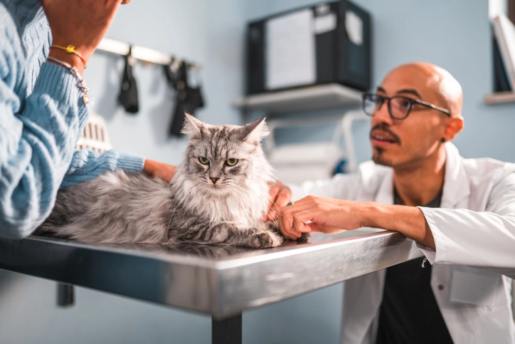 Veterinário realizando consulta de rotina em um gato cinza em uma clínica veterinária