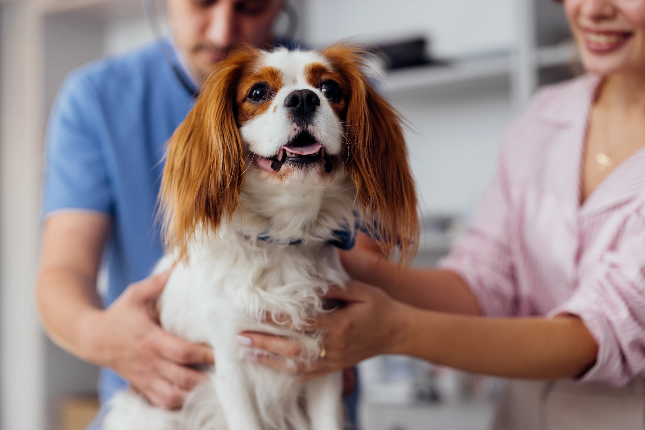 Conheça as diversas áreas da medicina veterinária com atendimento especializado para cães em uma clínica de confiança