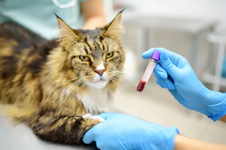 https://estaticos.animaeducacao.com.br/medias/20251223105331/bioquimica-na-medicina-veterinaria-a-base-para-diagnosticos_2.webp Importância da bioquímica na medicina veterinária para diagnósticos precisos em animais