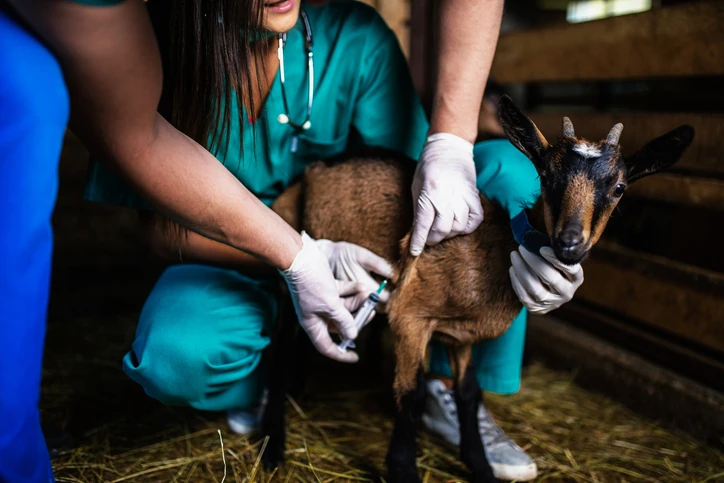 Veterinária realizando procedimento de vacinação em um pequeno cabrito dentro de um estábulo para garantir a saúde animal