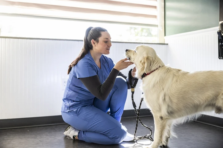Veterinária examinando um golden retriever em uma clínica veterinária