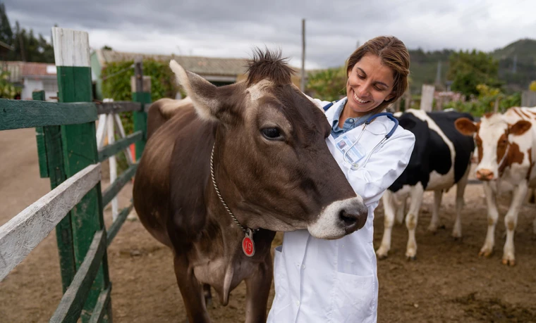 Veterinária sorridente examinando uma vaca em uma fazenda