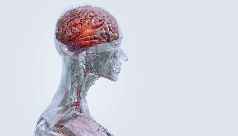 Representação 3D do cérebro humano com foco na atividade neural e sistema circulatório