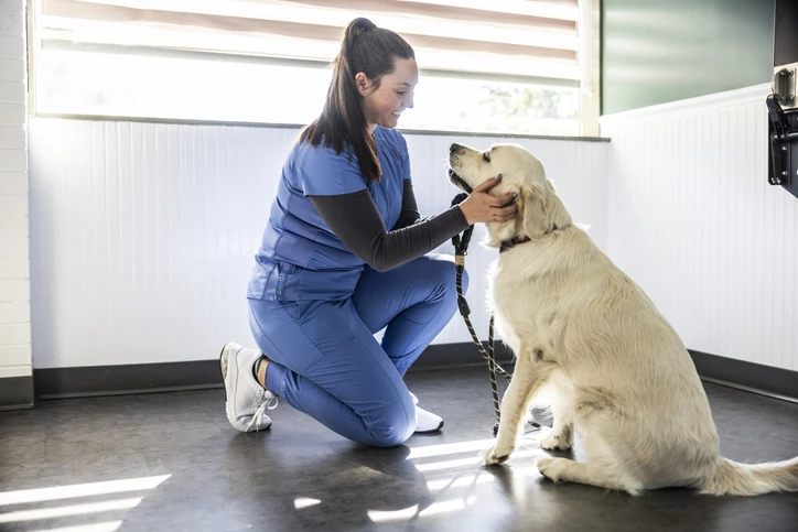 Veterinária examinando um cachorro Golden Retriever em uma clínica veterinária