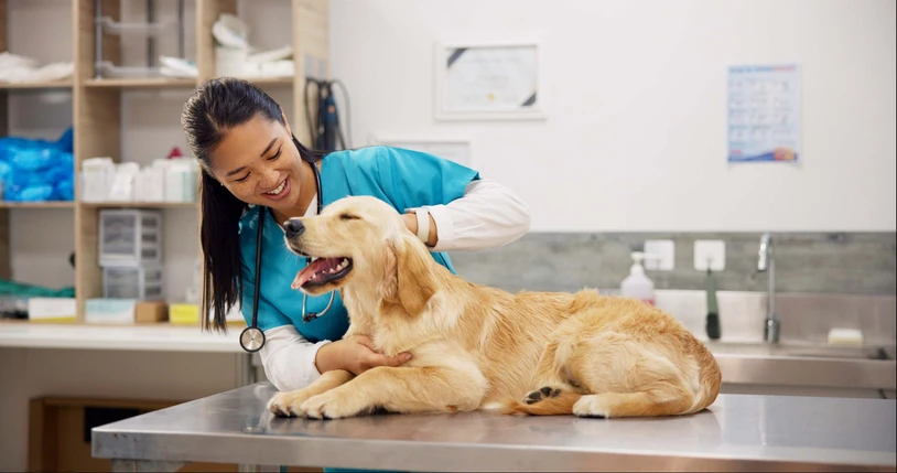 Veterinária realizando consulta de rotina em um cão Golden Retriever em uma clínica especializada com atendimento humanizado