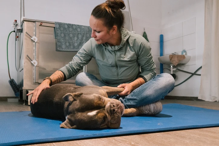 Sessão de fisioterapia veterinária com profissional especializado cuidando de um cão em ambiente clínico