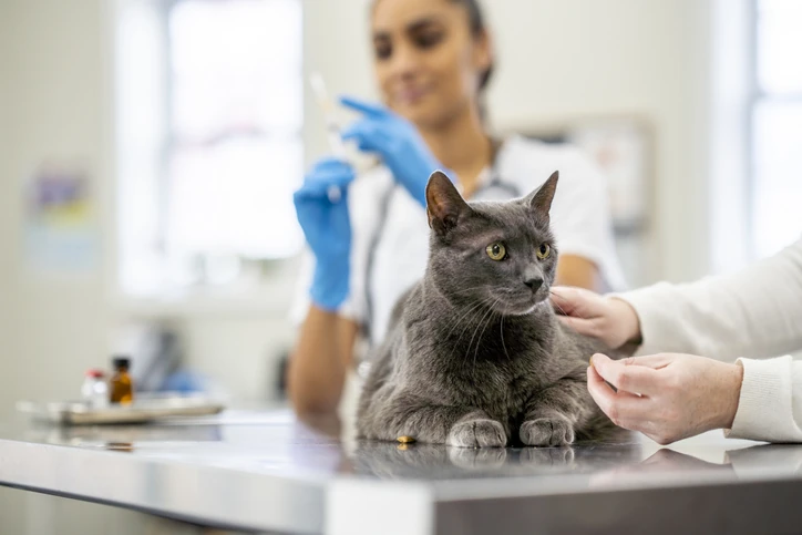 Veterinária preparando vacina para um gato cinza em consulta clínica