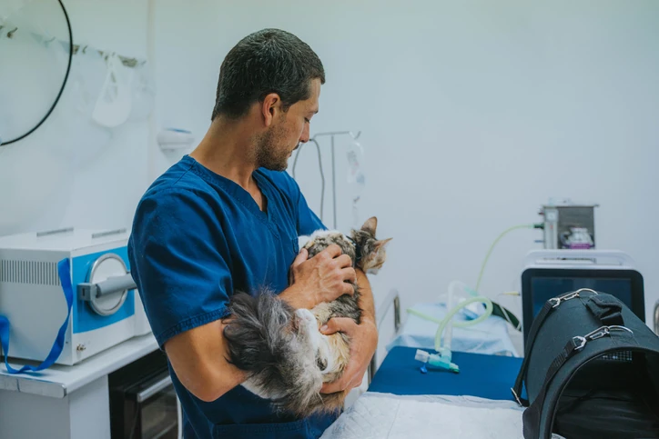 Cirurgia de Pequenos Animais: o que é, atuação e a pós-graduação da Una