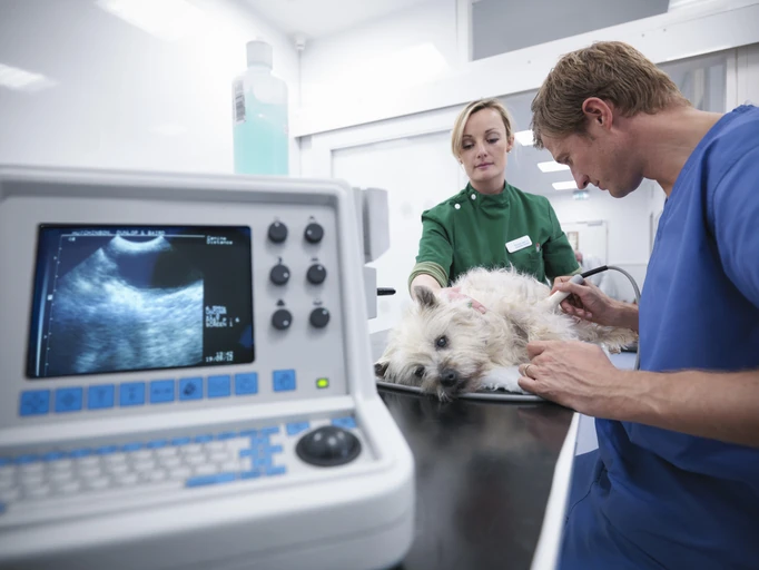 línica Médica de Cães e Gatos: guia da especialidade e pós da USJT