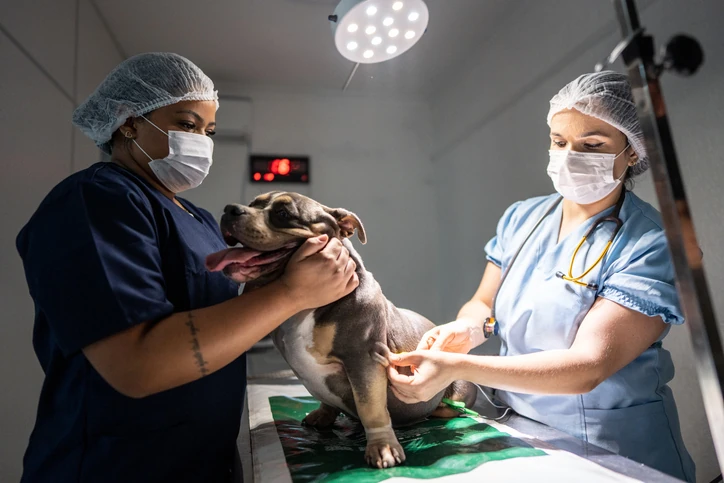 Cirurgia Veterinária: Mercado, Atuação e Pós | UniRitter Cirurgia veterinária: mercado de trabalho e atuação com pequenos animais