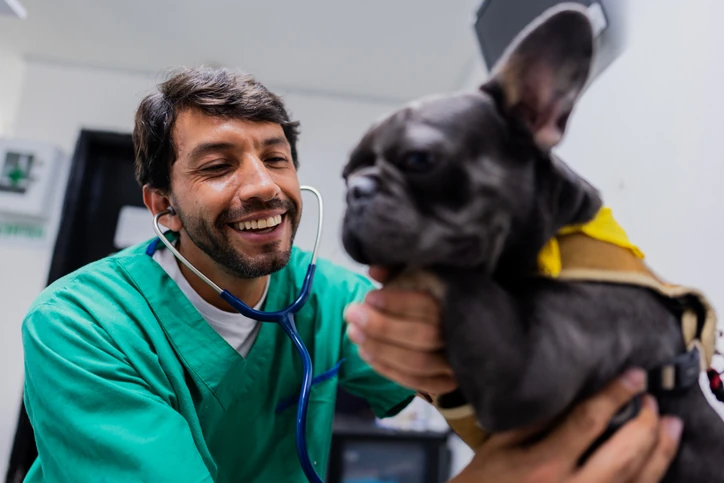 Cirurgião Veterinário de Pequenos Animais: Rotina e Pós Cirurgião Veterinário de Pequenos Animais: Rotina e Pós