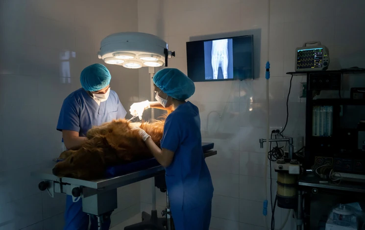 Cirurgia de Pequenos Animais: Tecnologias e Técnicas