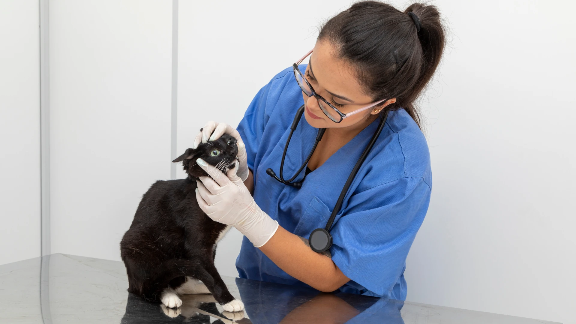 Veterinária examinando os olhos de um gato preto em uma clínica veterinária