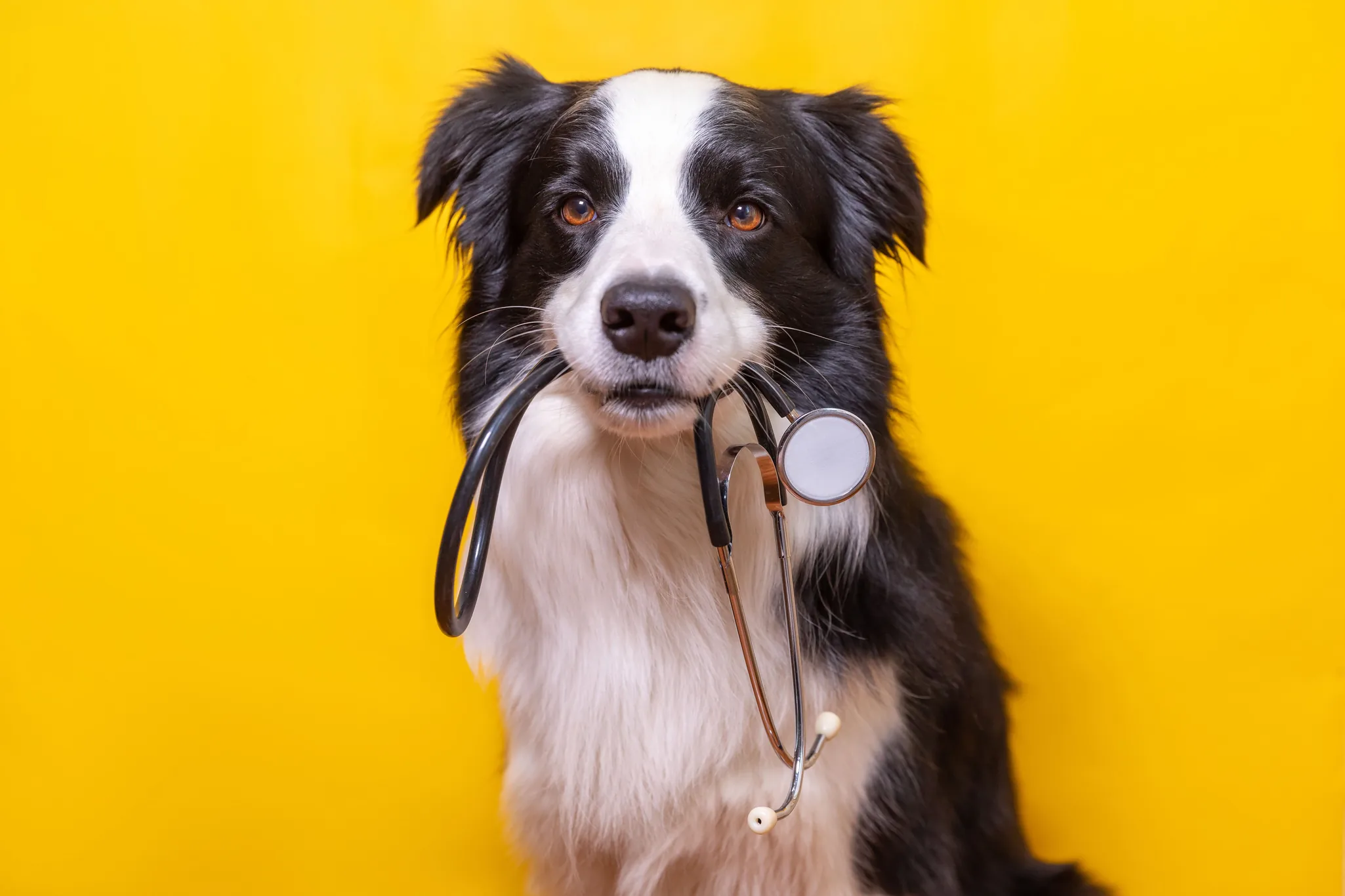 https://estaticos.animaeducacao.com.br/medias/3f50ab9b-30f9-4dd3-a768-8f589c5bc675.webp Cachorro Border Collie representando a medicina veterinária com um estetoscópio em um fundo amarelo vibrante para clínicas e saúde animal