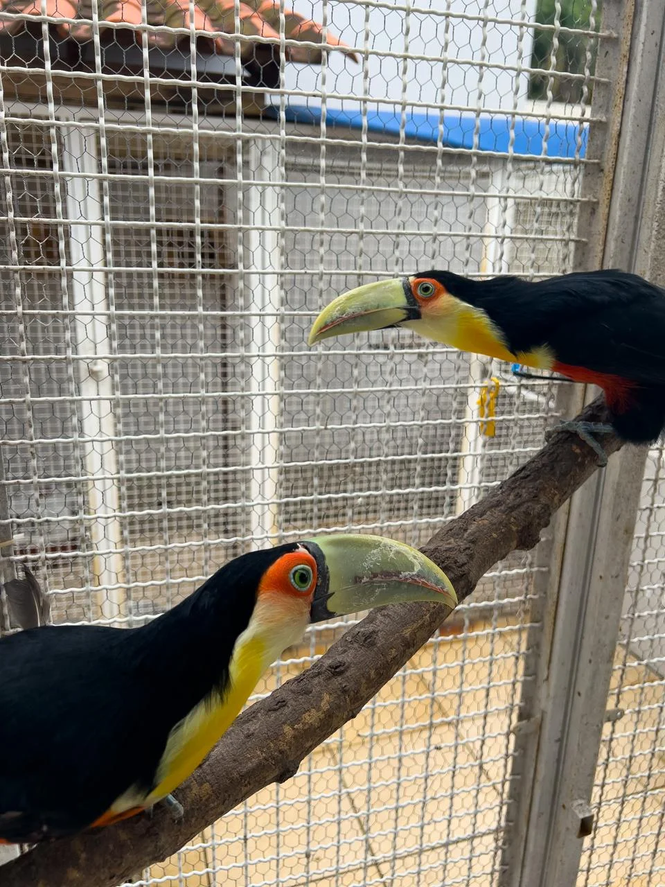 Do resgate à reabilitação, UniSul contribui para a proteção da fauna silvestre em Tubarão