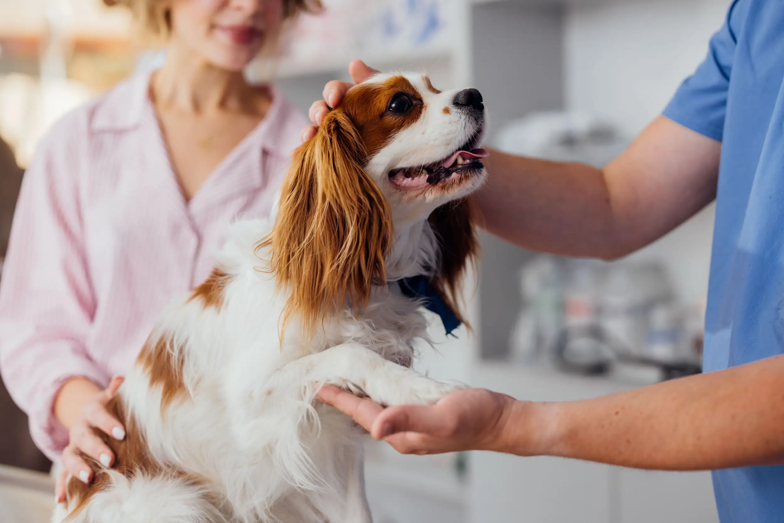 Consulta veterinária de rotina com um cão da raça Cavalier King Charles Spaniel em uma clínica especializada em cuidados pet